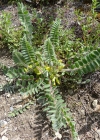 Einzelbild 5 Stängelloser Tragant - Astragalus exscapus