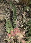 Einzelbild 6 Stängelloser Tragant - Astragalus exscapus