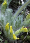 Einzelbild 8 Stängelloser Tragant - Astragalus exscapus