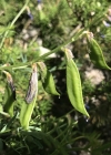 Einzelbild 8 Esparsetten-Wicke - Vicia onobrychioides