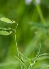 Einzelbild 5 Viersamige Wicke - Vicia tetrasperma