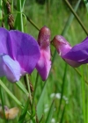 Einzelbild 5 Sumpf-Platterbse - Lathyrus palustris