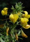Einzelbild 5 Gelbe Hauhechel - Ononis natrix