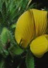 Einzelbild 6 Gelbe Hauhechel - Ononis natrix