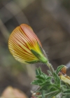 Einzelbild 7 Gelbe Hauhechel - Ononis natrix