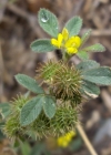 Einzelbild 8 Zwerg-Schneckenklee - Medicago minima