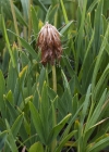 Einzelbild 5 Alpen-Klee - Trifolium alpinum