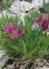 Einzelbild 8 Alpen-Klee - Trifolium alpinum