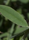 Einzelbild 5 Berg-Klee - Trifolium montanum