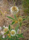 Einzelbild 6 Berg-Klee - Trifolium montanum