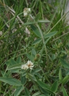 Einzelbild 7 Berg-Klee - Trifolium montanum