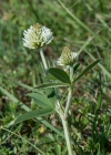 Einzelbild 8 Berg-Klee - Trifolium montanum
