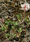 Einzelbild 5 Bleicher Klee - Trifolium pallescens