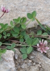 Einzelbild 6 Bleicher Klee - Trifolium pallescens