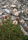 Einzelbild 7 Bleicher Klee - Trifolium pallescens