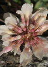 Einzelbild 8 Bleicher Klee - Trifolium pallescens