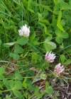 Einzelbild 6 Thals Klee - Trifolium thalii
