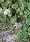 Einzelbild 5 Bastard-Klee - Trifolium hybridum