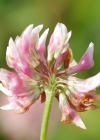 Einzelbild 7 Bastard-Klee - Trifolium hybridum
