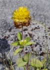 Einzelbild 6 Braun-Klee - Trifolium badium