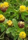 Einzelbild 8 Braun-Klee - Trifolium badium