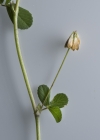 Einzelbild 5 Zweifelhafter Klee - Trifolium dubium