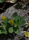 Einzelbild 7 Zweifelhafter Klee - Trifolium dubium
