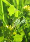 Einzelbild 8 Zweifelhafter Klee - Trifolium dubium