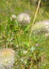 Einzelbild 5 Hasen-Klee - Trifolium arvense
