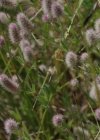 Einzelbild 6 Hasen-Klee - Trifolium arvense
