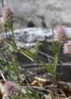 Einzelbild 7 Hasen-Klee - Trifolium arvense
