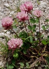 Einzelbild 6 Rot-Klee - Trifolium pratense