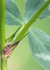 Einzelbild 7 Rot-Klee - Trifolium pratense