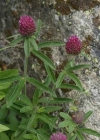 Einzelbild 5 Hügel-Klee - Trifolium alpestre