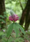 Einzelbild 3 Purpur-Klee - Trifolium rubens