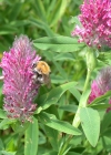 Einzelbild 4 Purpur-Klee - Trifolium rubens