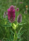 Einzelbild 6 Purpur-Klee - Trifolium rubens