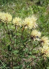 Einzelbild 5 Gelblicher Klee - Trifolium ochroleucon