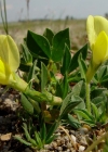 Einzelbild 5 Gelbe Spargelerbse - Lotus maritimus