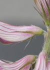 Einzelbild 4 Saat-Esparsette - Onobrychis viciifolia