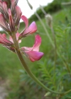 Einzelbild 6 Saat-Esparsette - Onobrychis viciifolia