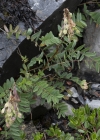 Einzelbild 5 Alpen-Süssklee - Hedysarum hedysaroides