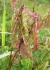 Einzelbild 7 Alpen-Süssklee - Hedysarum hedysaroides