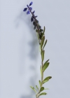 Einzelbild 5 Voralpen-Kreuzblume - Polygala alpestris