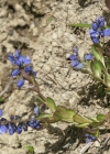 Einzelbild 6 Voralpen-Kreuzblume - Polygala alpestris
