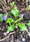 Einzelbild 8 Wohlriechendes Veilchen - Viola odorata
