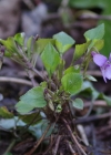 Einzelbild 6 Wald-Veilchen - Viola reichenbachiana