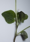 Einzelbild 8 Wald-Veilchen - Viola reichenbachiana