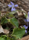 Einzelbild 5 Hain-Veilchen - Viola riviniana