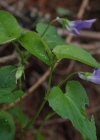 Einzelbild 6 Hain-Veilchen - Viola riviniana
